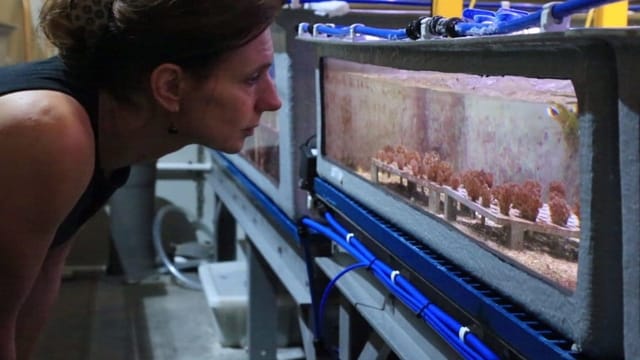 Eine Frau steht vor einem Aquarium, darin sind verschiedene Korallen.