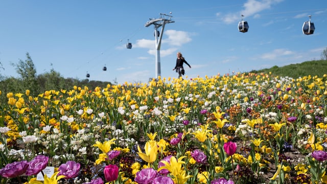 Eine prächtig blühende Blumenwiese vor einer Seilbahn.