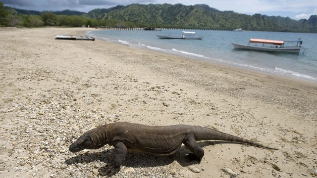 Komodo-Waran an einem Strand, dahinter Boote.