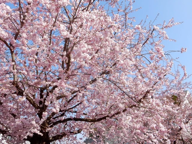 ein Baum voller Blüten.