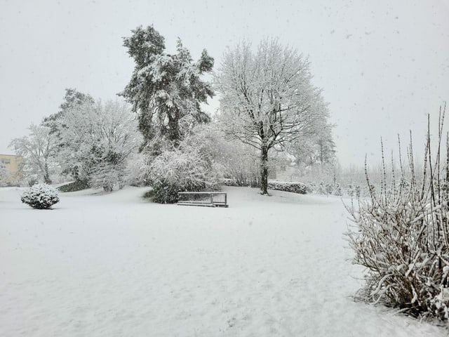 Snowy garden.