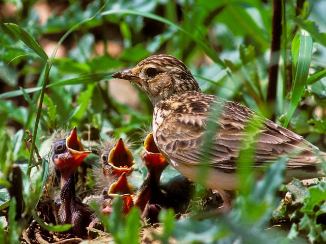 Feldlerche kümmert sich im Nest um vier hungrige Küken.