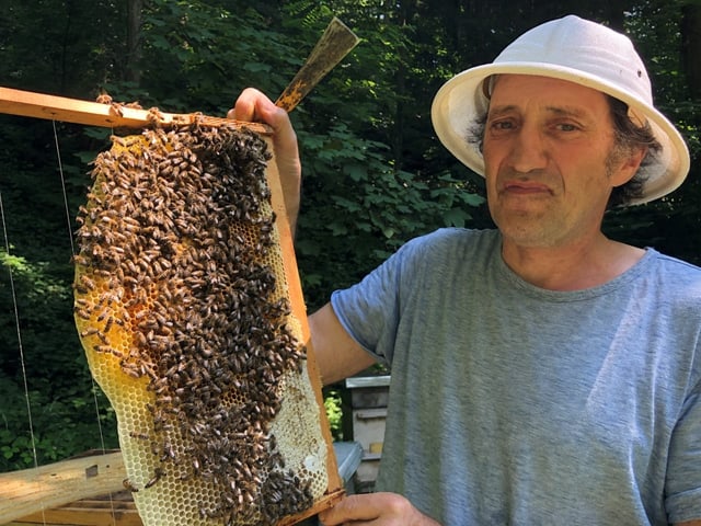 Imker Martin Dettli zeigt eine Wabe von einem seiner Jungvölker. Die Aufzucht neuer Völker gehört zur Imkerei dazu.