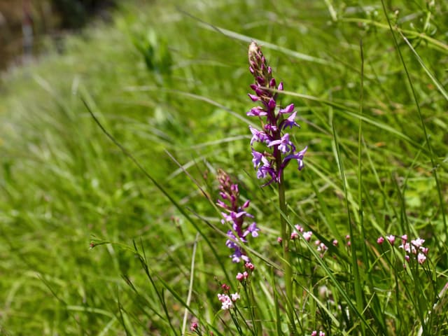 Langspornige-Handwurz