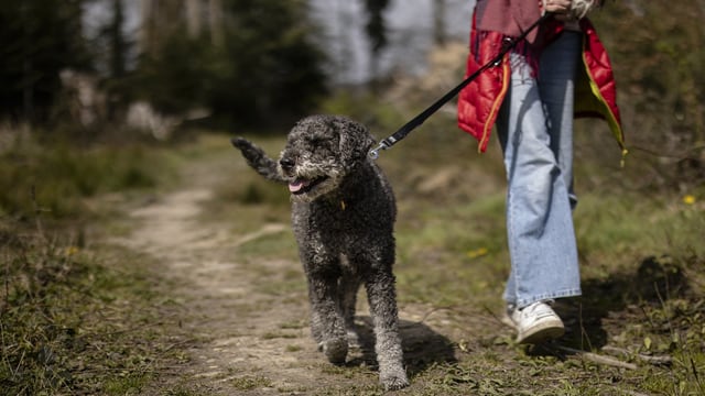 Ein angeleinter Hund in der Natur