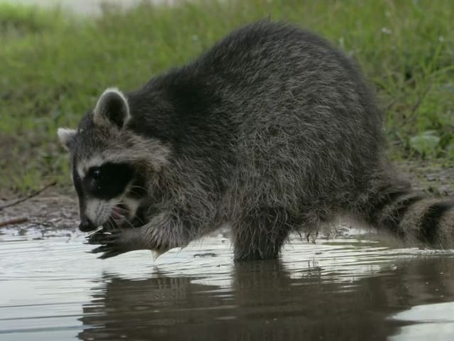 Waschbär frisst einen Regenwurm in einer Pfütze