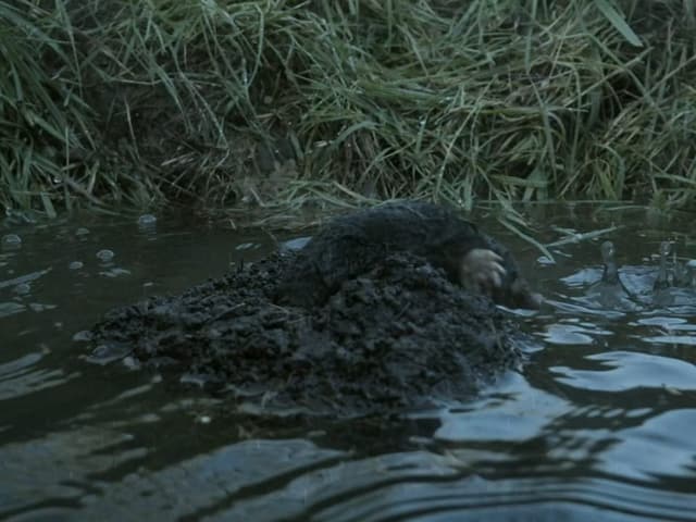 Maulwurf springt von seinem Bau ins Wasser