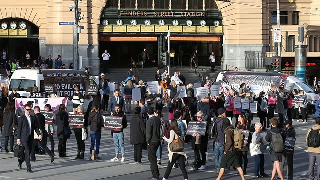 Demos In Australien Tierschutzer Blockieren Zufahrten Zu Schlachthausern News Srf