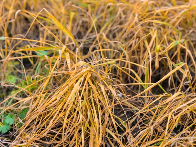 Verdorrtes Gras nach einer Glyphosat-Behandlung.