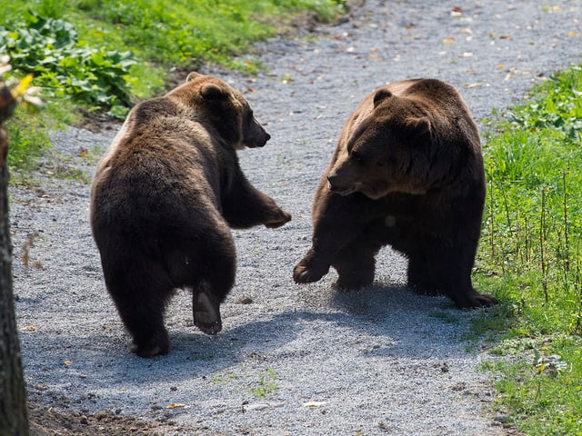 Ursina und Finn im Bärenpark Bern