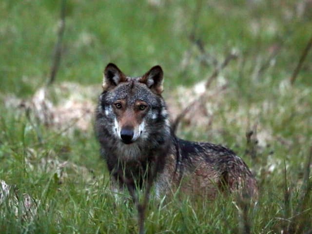 Wolf in einem Feld. 