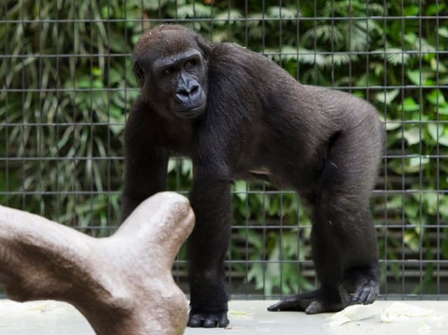 Gorilla im Zoo Basel.