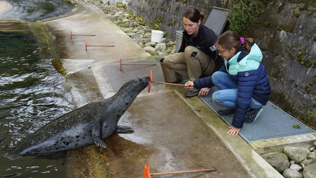 Mädchen Matilda trainiert Seehunde am Beckenrand.