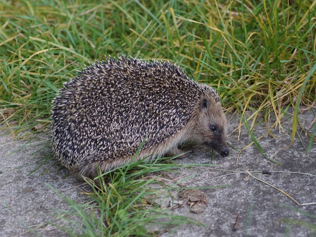 Igel im Garten