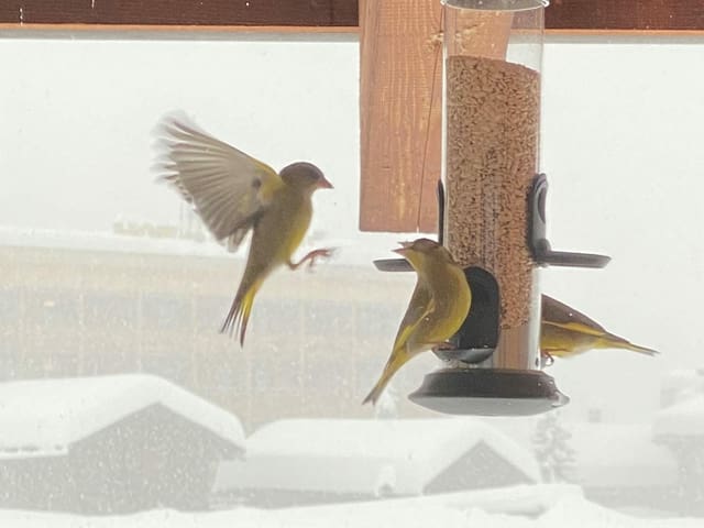 Birds at a feeding station.