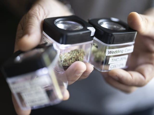 Jemand hält verschiedene Döschen mit Cannabis in der Hand. 