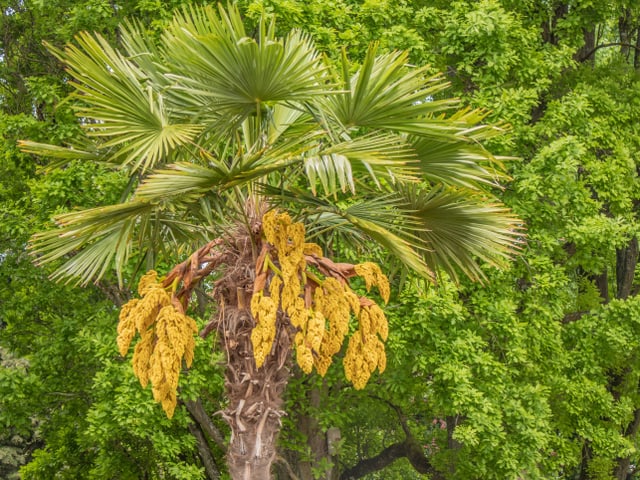 Palme mit gelben Blüten vor grünem Baum.