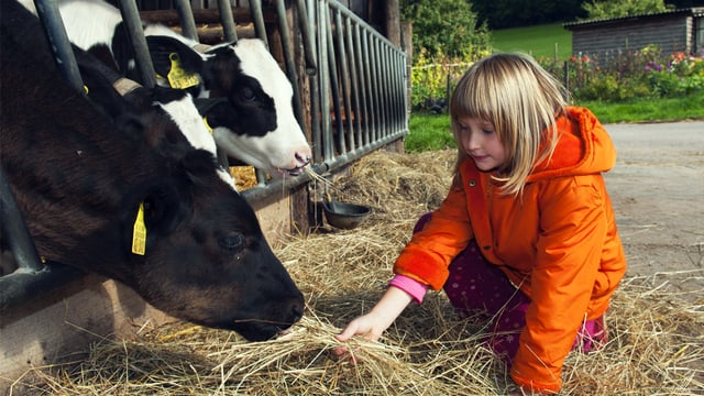 Mädchen füttert Rinder auf Bauernhof mit Heu.