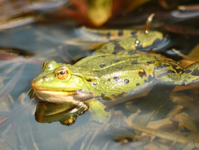 Wasserfrosch schaut aus dem Teich.