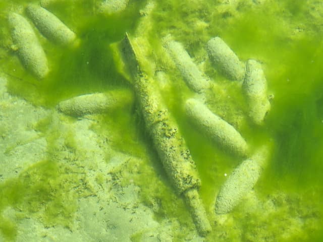 Unterwasseraufnahme von im Sand liegenden Kokons in grünlichem Wasser.