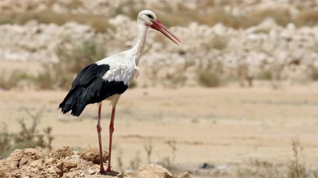 Ein Weisstorch segelt mit ausgebreiteten Flügeln durch die Luft