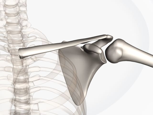Knochen des Schultergelenks