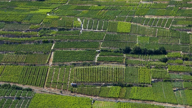 Kleine Parzellen in den Walliser Rebbergen.