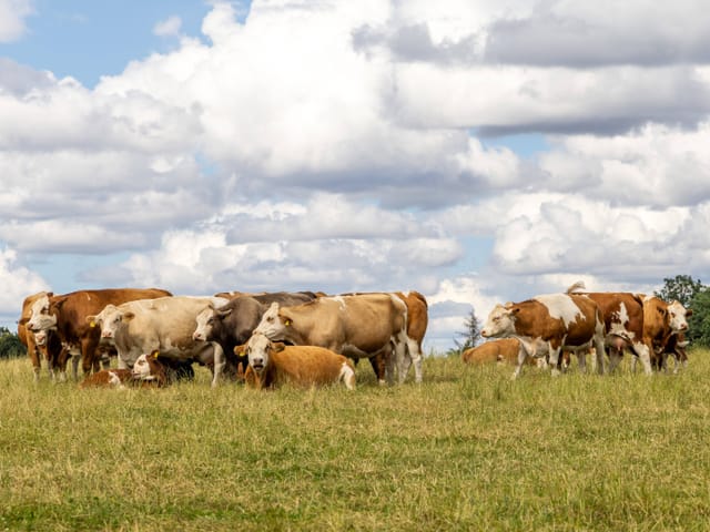 Kühe stehen und liegen im Gras.