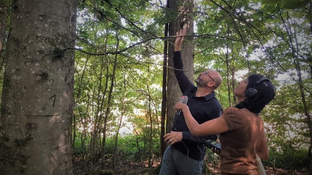 Andreas Rigling erklärt, worauf es bei den Bäumen im Wald der Zukunft ankommt