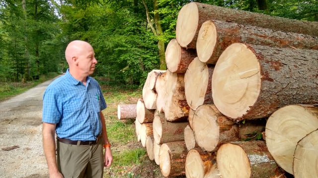 Mann in blauem Shirt blickt auf gefällte Baumstämme.