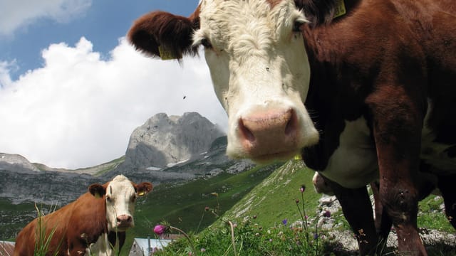 Kühe auf Alp