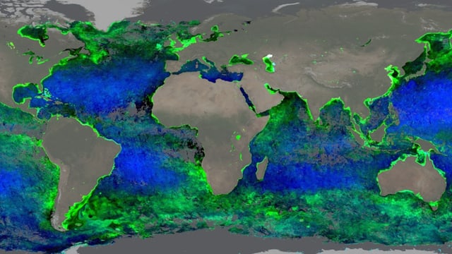 Weltkarte des globalen Chlorophyl-Vorkommens.