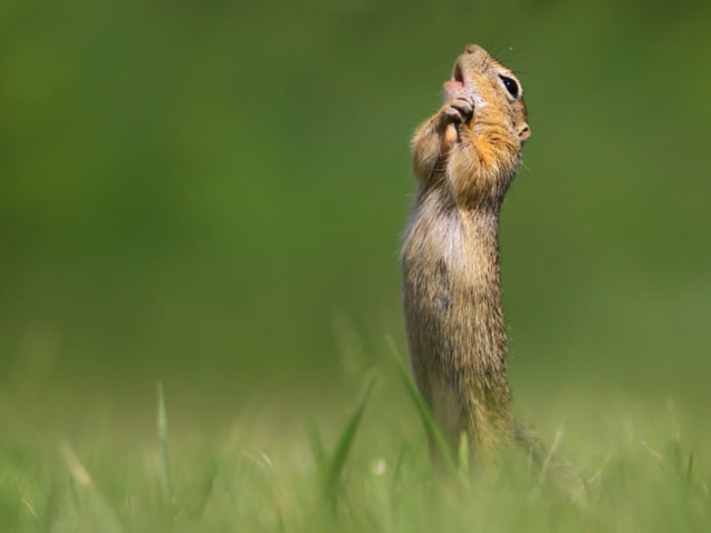 Lustige Tierbilder Das Sind Die Lustigsten Tierbilder Von Radio Srf 3 Srf