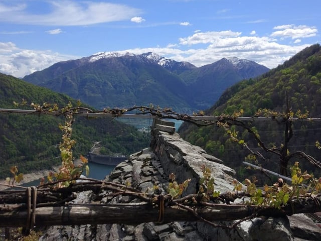 Reben auf einem Dach in einem Dorf im Tessin. Das Dorf heisst Mergoscia