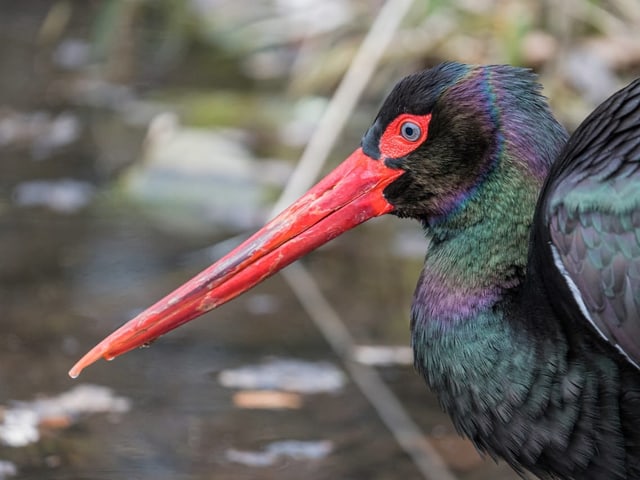 Ein schwarzer Storch mit rotem Schnabel.