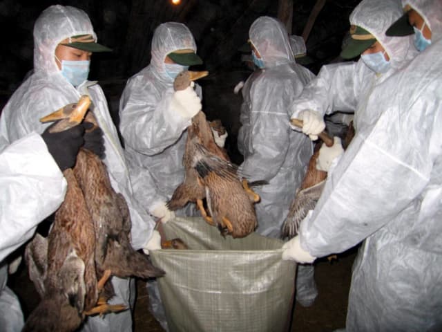 Chinesische Polizisten entsorgen tote Vögel.