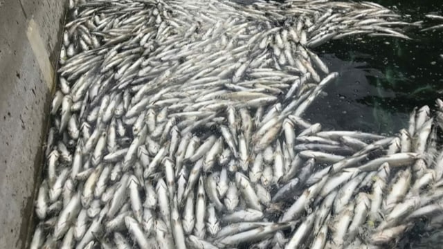 Many dead fish swim backwards in a lake.