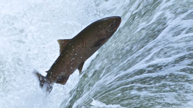 Ein Lachs springt flussaufwärts zu seinem Laichplatz.