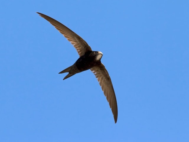 Fliegender Vogel am blauen Himmel.