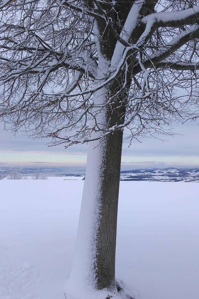 Snow covered tree from one side.