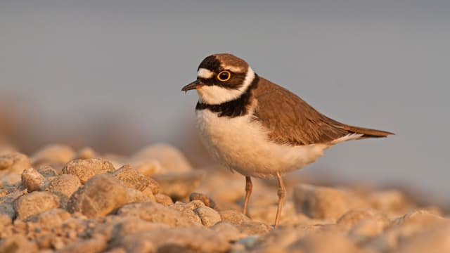 Ein kleiner Vogel mit schwarzer Halsbinde und einem gelben Ring ums Auge