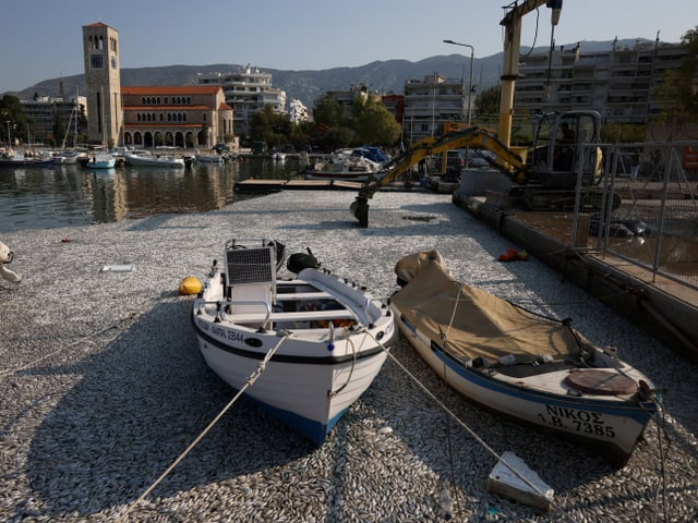 Zwei Boote in einem Hafen sind umringt von toten Fischen. Ein Bagger im Hintergrund schöpft sie ab.