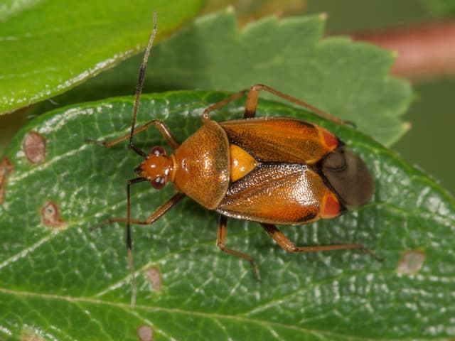 Nahaufnahme eines orange-braunen Insekts auf einem grünen Blatt.