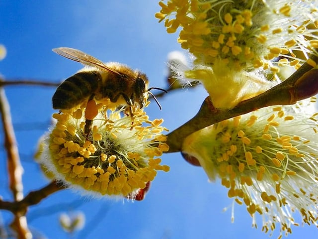 Eine Biene auf einer Blüte