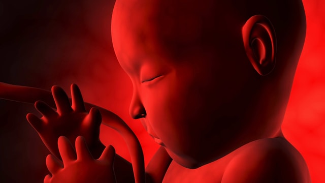 Animation eines Embryos.