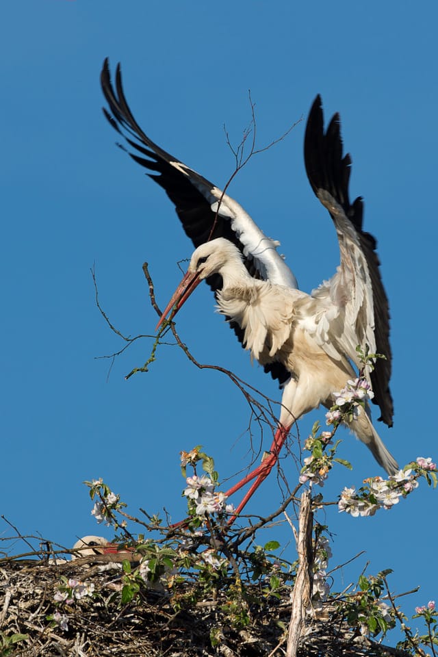 Ein Storch mit Ast im Schnabel landet auf seinem Nest