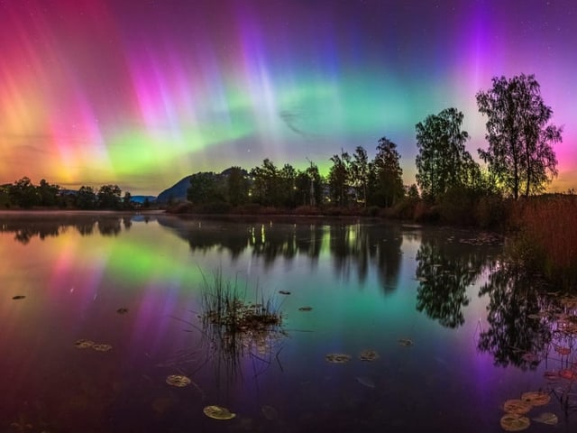 Nordlichter spiegeln sich in einem ruhigen See mit Seerosen und Bäumen am Ufer.