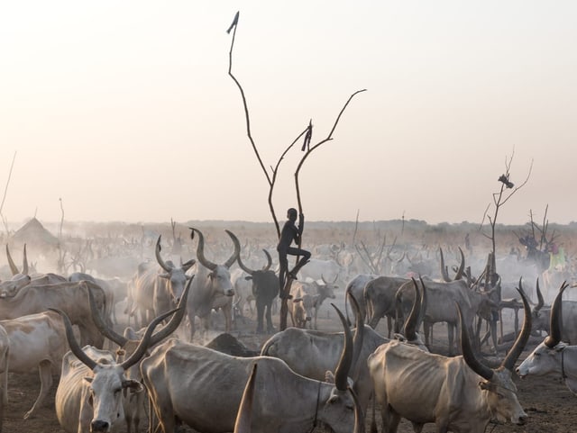 Ein Junge, der der Volksgruppe der Mundari angehört,. inmitten von Kühen im Südsudan.