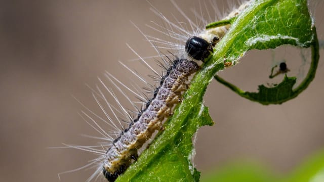 Nahaufnahme einer behaarten Raupe auf einem Blatt.