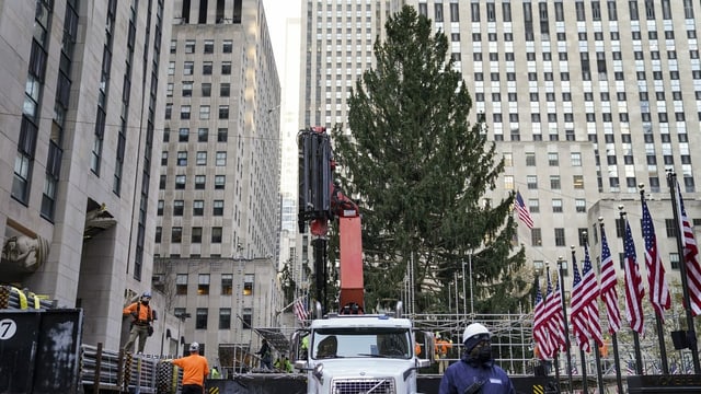 The still undecorated Christmas tree.